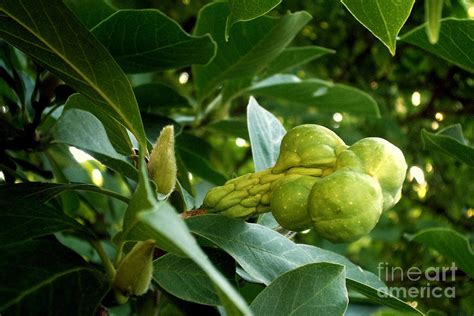 Magnolia Fruit Photograph by Laura Birr Brown - Pixels