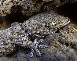 Flora & Fauna of the Canary Islands: Wildlife of Lanzarote ...