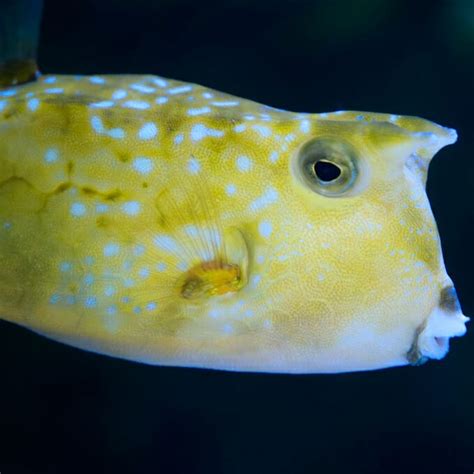 Longhorn Cowfish - Georgia Aquarium