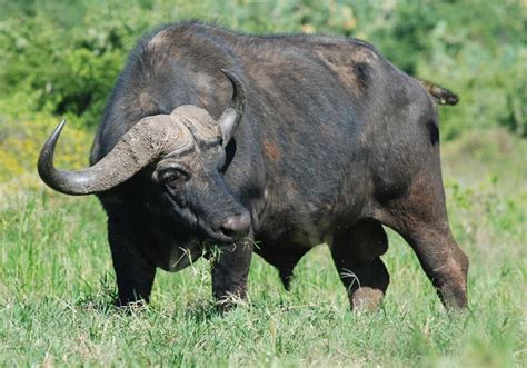 buffalo - Pesquisa Google (com imagens) | Búfalo africano, Africana