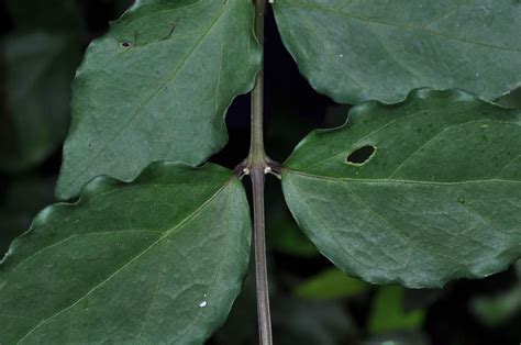 Thunbergia erecta (Acanthaceae) image 43656 at PhytoImages.siu.edu