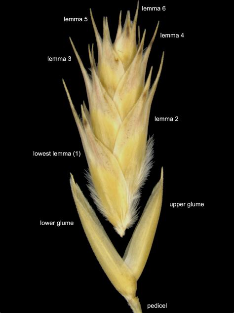 General Grass Terminology