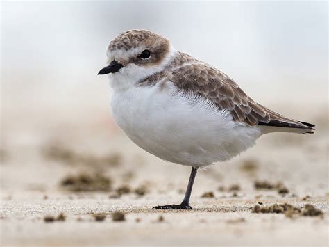 Snowy Plover - eBird