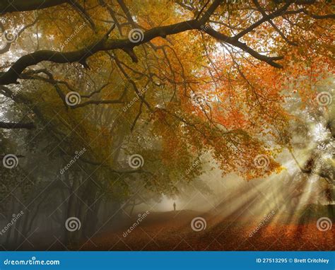 Autumn forest path stock image. Image of orange, person - 27513295