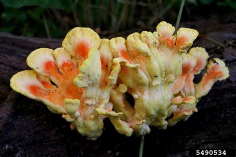 sulfur shelf (Laetiporus sulphureus)