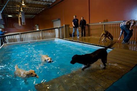 Indoor pool for dogs | Dog daycare, Dog pool, Dog swimming