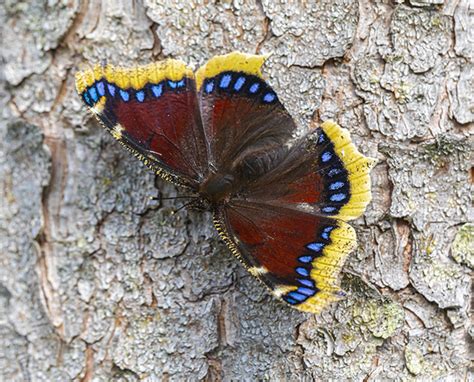 Mourning Cloak Butterfly Life Cycle