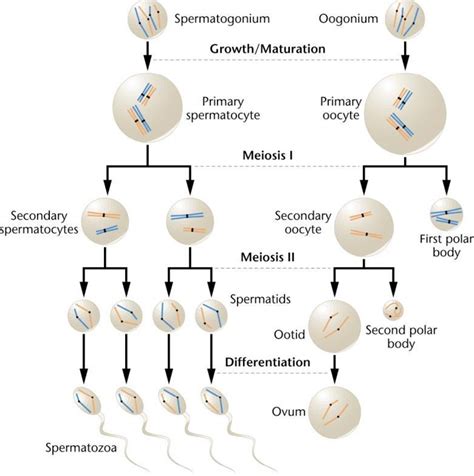 Difference between Spermatogenesis and Oogenesis (Spermatogenesis vs ...