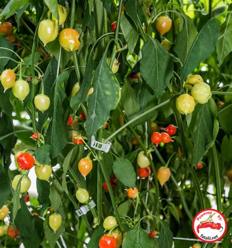 Naranga » Fatalii Seeds