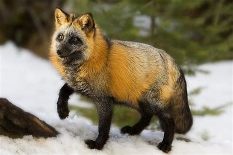 10 Most Beautiful Fox Species in the World - Tail and Fur