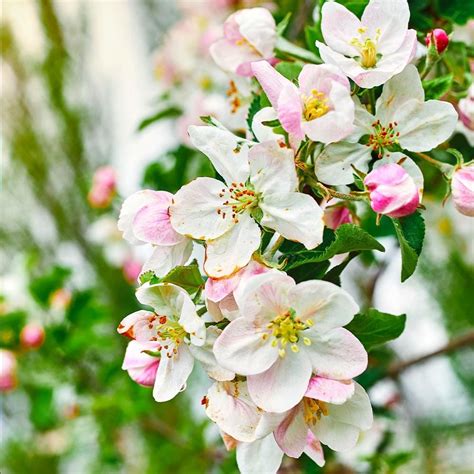 Dwarf Gala Apple Trees for Sale | BrighterBlooms.com Apple Tree Flowers, Apple Tree Blossoms ...