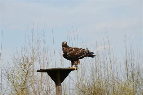 Steppe eagle stock photo. Image of portrait, gold, animal - 216772574