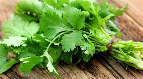 CORIANDER LEAVES - Sync with Nature