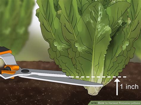 How to Harvest Romaine Lettuce: 11 Steps (with Pictures) - wikiHow