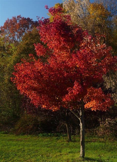 Care Of Red Maple Trees: How To Grow A Red Maple Tree | Red maple tree ...