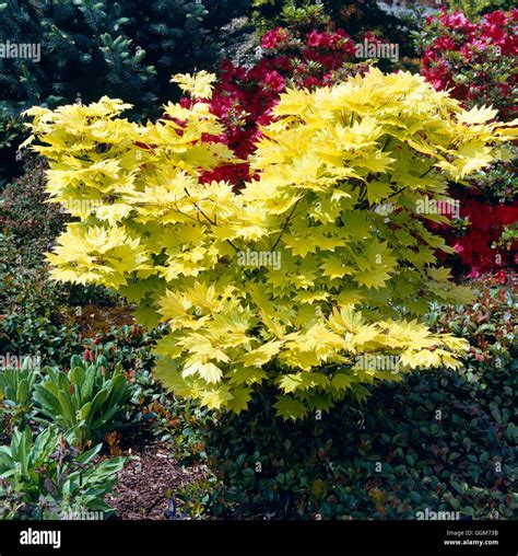 Acer aureum japonicum hi-res stock photography and images - Alamy