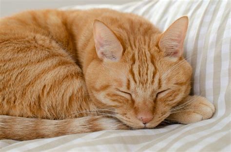 Beautiful orange tabby peacefully sleeping | Orange tabby cats, Cute cats, Cat aesthetic