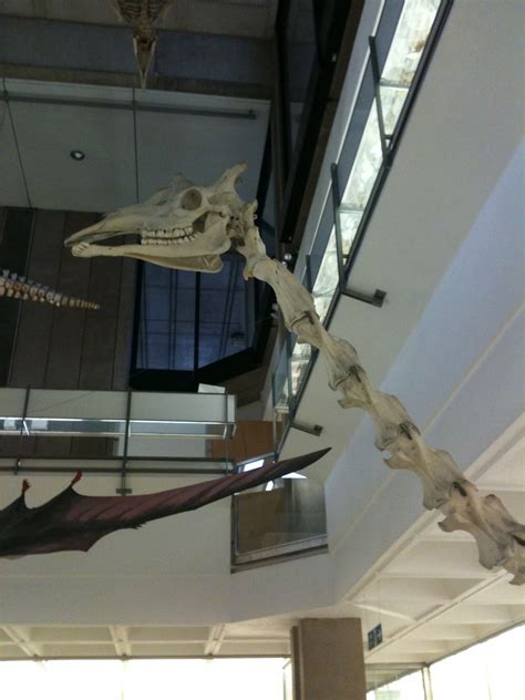 Cambridge University Museum of Zoology – The Finch and Pea