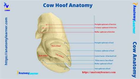 Cow Foot Anatomy