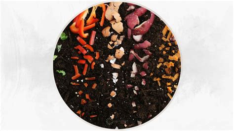 The Best Compost For Vegetable Garden + 5 Great Options