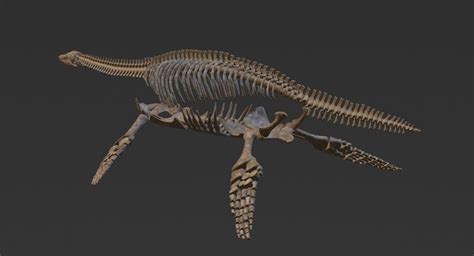 ArtStation - Plesiosaur Skeleton, Evgeniy Mahnyov in 2021 | Prehistoric, Skeleton, Artwork