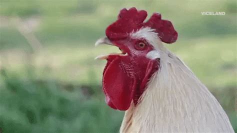 Rooster GIFs - Find & Share on GIPHY