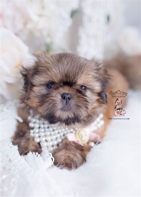 Golden Shih Tzu Breeder | Teacup Puppies & Boutique