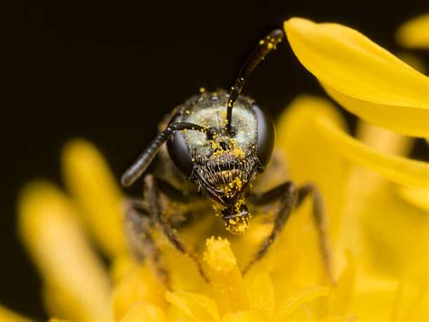 20+ Sweat Bee Sting Stock Photos, Pictures & Royalty-Free Images - iStock