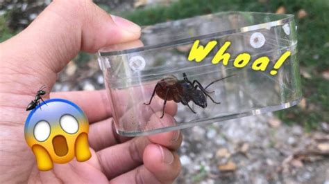 This might just be the world's LARGEST ANT !!! - YouTube