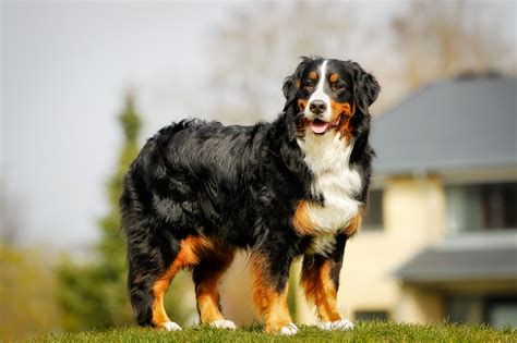 Bernese Mountain Dog Breed Information Guide | BARK Post