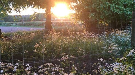 Cottage Garden With Flowers HD Cottagecore Wallpapers | HD Wallpapers ...