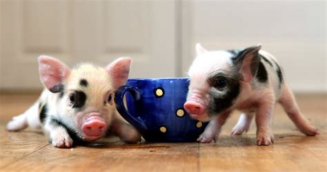 Latest pet craze: Teacup pigs - TODAY.com