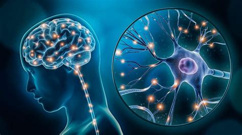 The effect of omega-3 fatty acids on the brain - Techzle