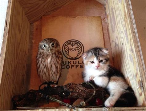 Meet the adorable owl and cat who are best friends