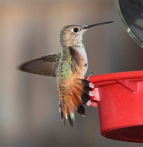 Rufous Hummingbird