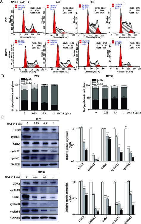 | NAT-F induced cell cycle arrest at S or G 0 / 1 phase in NSCLC cells ...