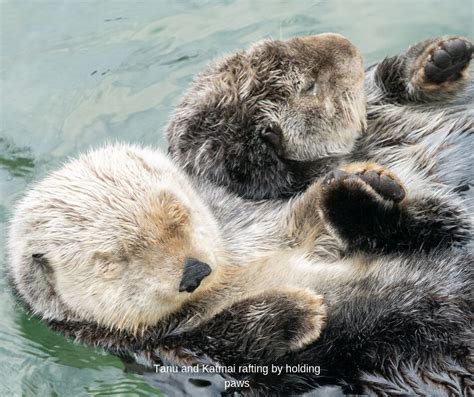 Sea Otter Awareness Week » Vancouver Blog Miss604