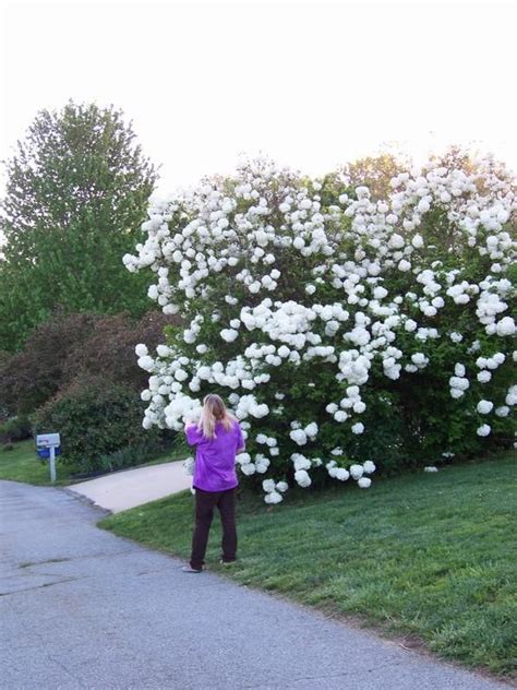 Snowball Bush - Garden Zone Ideas