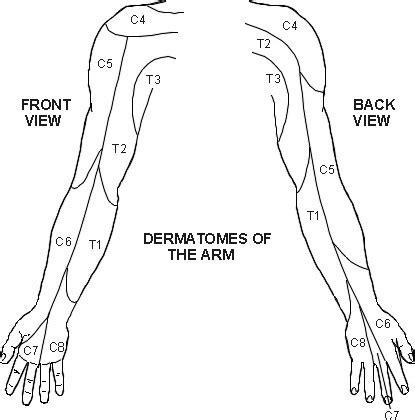 Dermatomes Of The Upper Extremity