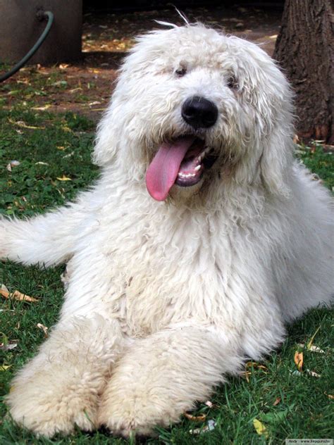 Komondor | Dog breeds, Komondor dog, Unique dog breeds