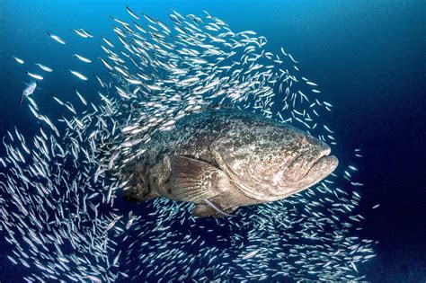 Protect the Critically Endangered Goliath Grouper from Killing in Florida - Mission Blue