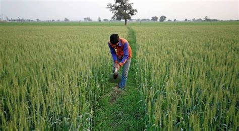 India may get record wheat production in 2020 due to wettest monsoon in ...