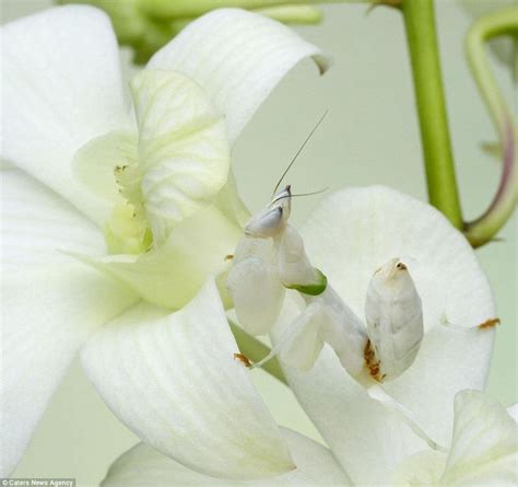 Animal Camouflage Mantis | Orchid mantis, Camouflage, Orchids