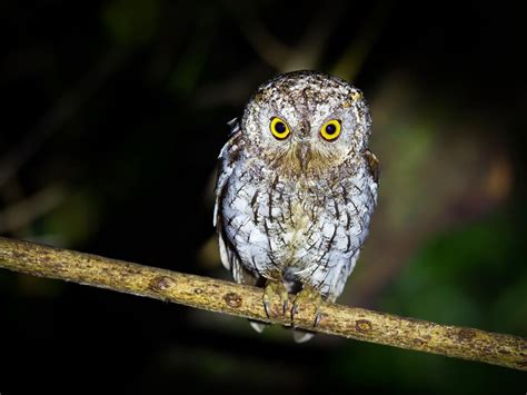 Oriental Scops-Owl Bird Facts (Otus sunia) | Birdfact