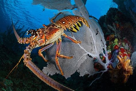 Spiny Lobsters: Characteristics, reproduction, habitats and more.