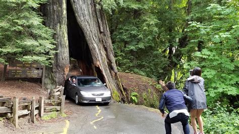 Avenue of the Giants