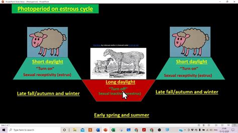 Photoperiod on estrous cycle, monestrous, polyestrous in farm animals - YouTube