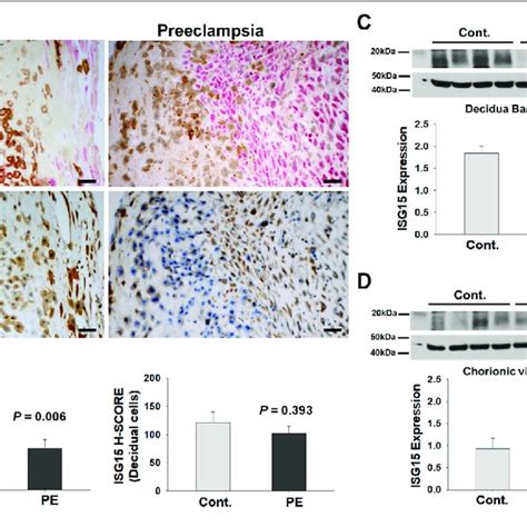 | In vitro differentiation of trophoblastic stem cells into ...