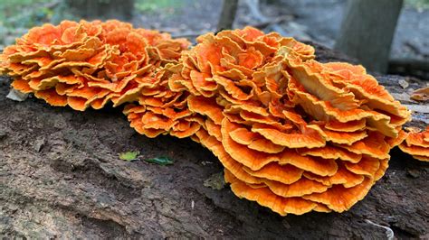 The Mushroom That Tastes Like Fried Chicken