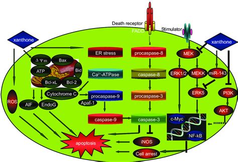 Schematic diagram shows the possible effect of xanthones on the ...